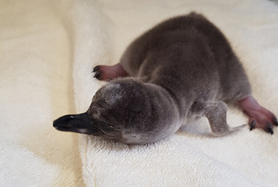 Penguin Chick - Squirt