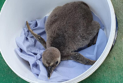 Penguin Chick - Squirt