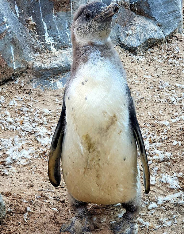 Squirt - 13th August 2020