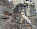 Penguins - 6th August 2020