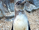 Penguins - 13th August 2020
