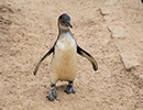 Penguins - 30th August 2020