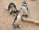 Penguins - 30th August 2020