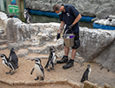Penguins - 30th August 2020