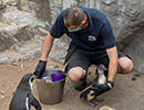 Penguins - 30th August 2020