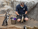 Penguins - 30th August 2020