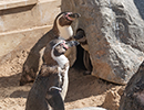Penguins