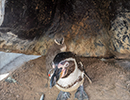 Penguins