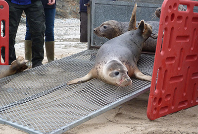 Seal Release - 24th March 2017