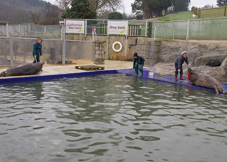 Feeding time in the Grey Seal Enclosure