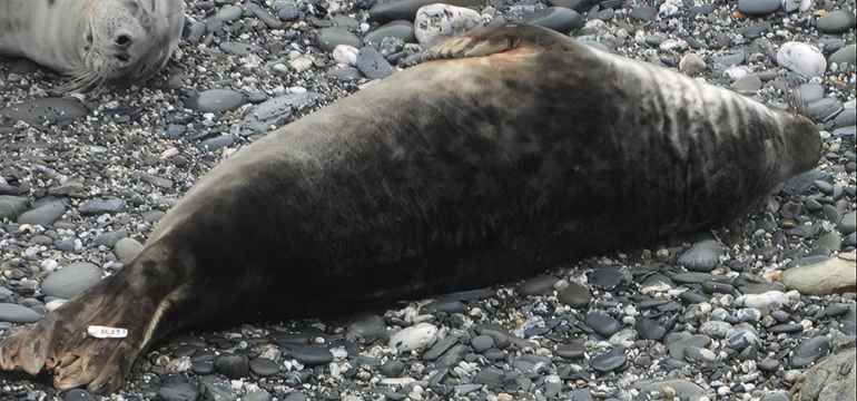 Star Anise - Photo credit - Sue Sayer MBE - Cornwall Seal Group Research Trust Rsearch Trust - 16th February 2023