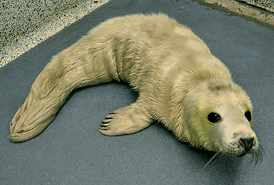 Photo of Stardust