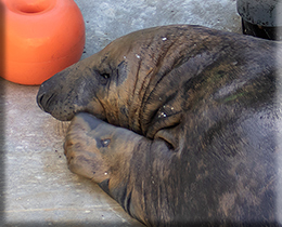 Stevie on holiday at the Cornish Seal Sanctuary