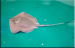 Stingrays