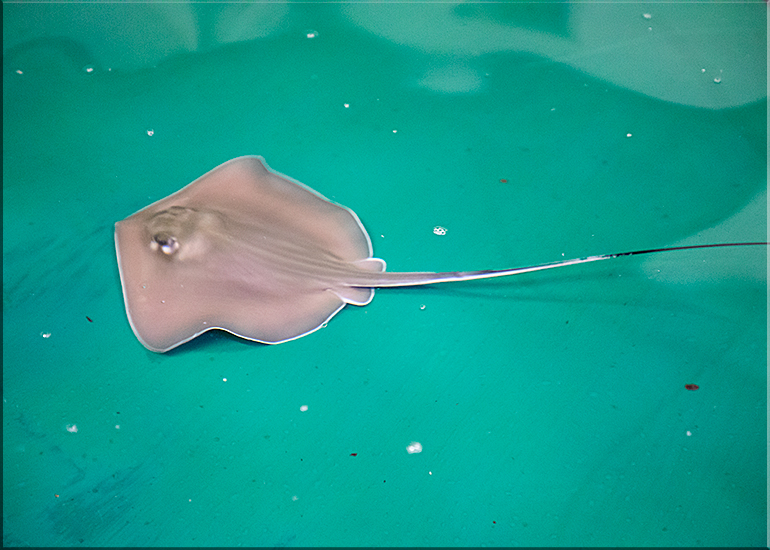 Baby Stingrays