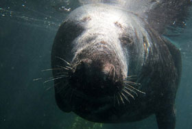 photo of Stinkweed taken by Anna Cawthray