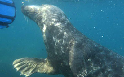 photo of Stinkweed taken by Anna Cawthray