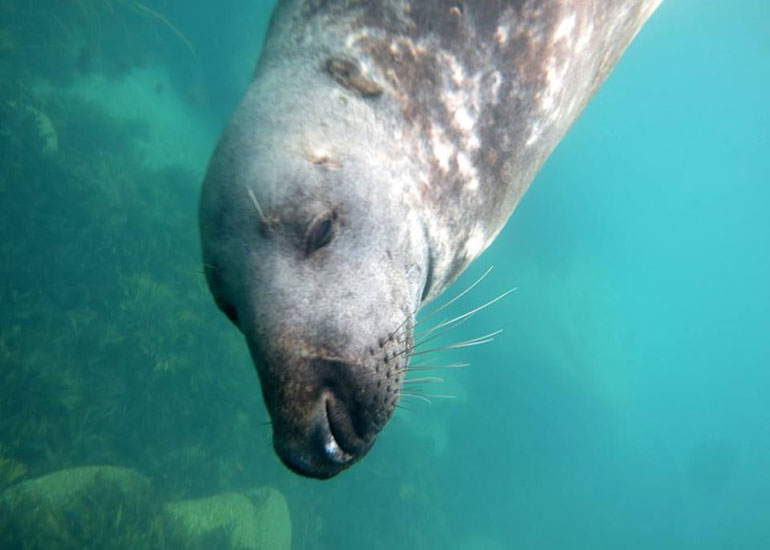 Photo of Stinkweed was taken in the wild on 21st August 2015