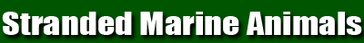 Stranded Marine Animals