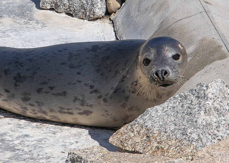 Strawberry Shortcake, rescued seal pup