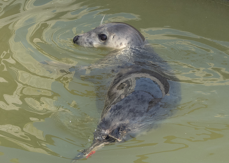 Strawberry Shortcake, rescued seal pup