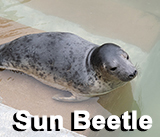 Sun Beetle