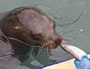 Sunny, Sea Lion - photo taken on 12th April 2014