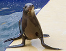 Sunny, Sea Lion - photo taken on 28th May 2014