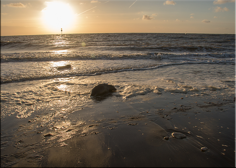 Sunset at Seal release - 26th April 2017