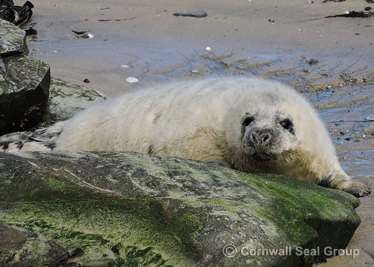 Superman photo by Sue Sayer of the Cornwall Seal Group