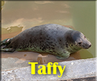 Taffy