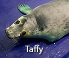 Taffy