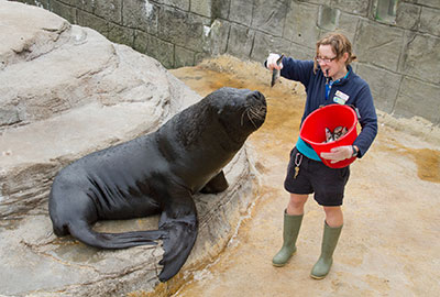 Curator Tamara Cooper celebrates 16 years of seal rescue