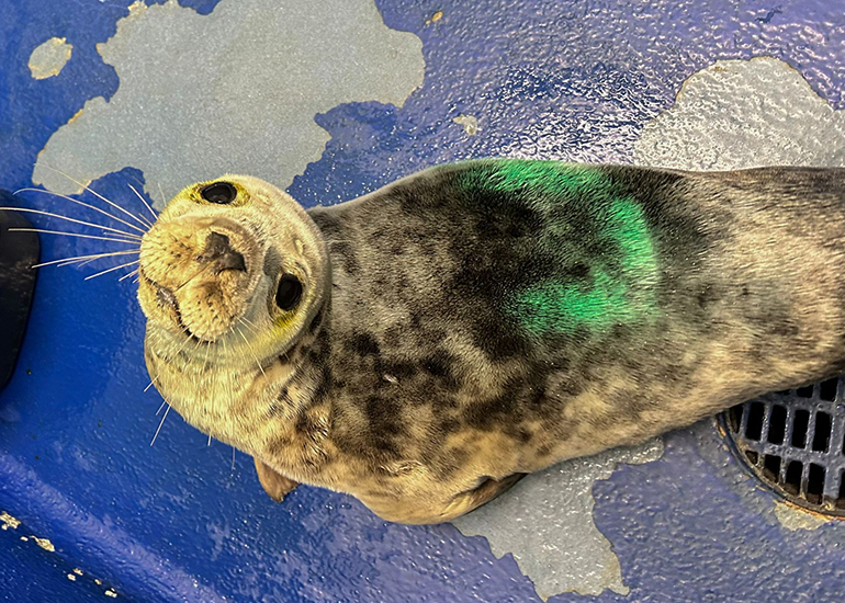 Tamarind