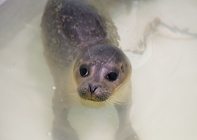 Tango - photo taken on 12th May 2018