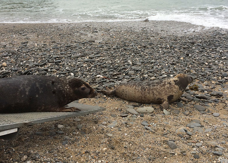 Seal Release - 7th April 2015