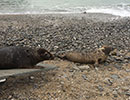 Seal Release - 7th April 2015