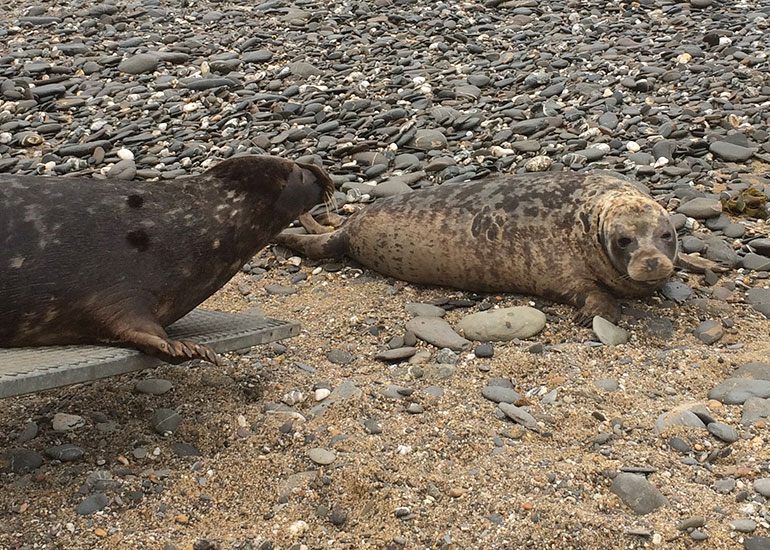 Seal Release - 7th April 2015