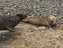 Seal Release - 7th April 2015