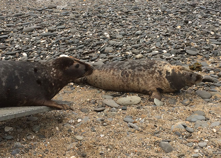 Seal Release - 7th April 2015