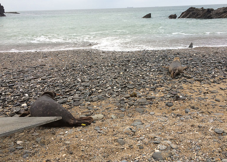Seal Release - 7th April 2015