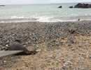 Seal Release - 7th April 2015