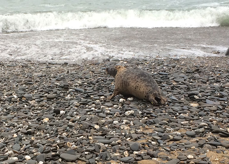 Seal Release - 7th April 2015