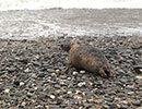 Seal Release - 7th April 2015