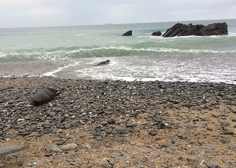 Seal Release - 7th April 2015