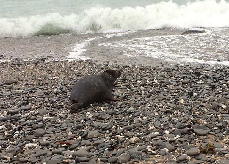 Seal Release - 7th April 2015