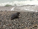 Seal Release - 7th April 2015