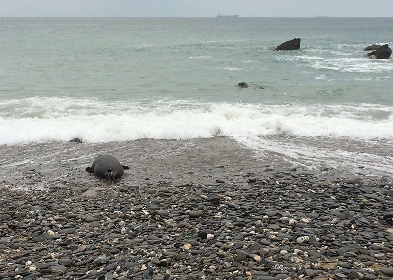Seal Release - 7th April 2015