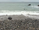 Seal Release - 7th April 2015