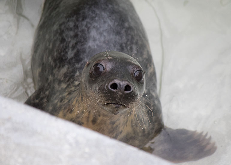 Tiddlywinks - photo taken on 28th December 2015